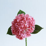 Large Hydrangea Stem - Eveléa Studio faux flower