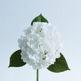 Large Hydrangea Stem - Eveléa Studio faux flower