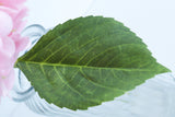Close-up of a hydrangea leaf showing serrated edges and vein detail
