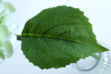 Large Hydrangea Stem - Eveléa Studio faux flower