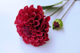 Real Touch Dahlia Stem - Eveléa Studio faux flower