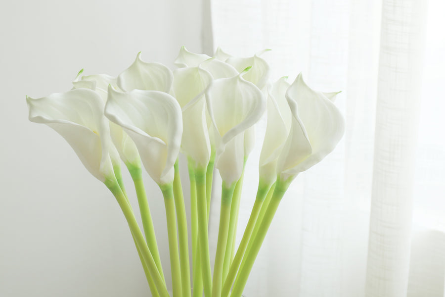 Calla Lily