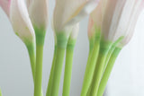 Close-up of calla lily stems with a soft green-to-white color transition