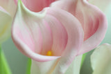 Close-up inside a pink calla lily bloom with a yellow center and curled edge