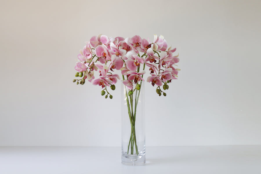 7-Head Butterfly Orchid