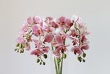 Close-up of veined pink orchid petals and green buds