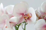 Close-up of an orchid throat with orange markings and softly veined petals