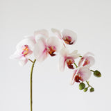 7-Head Butterfly Orchid in light pink, single stem with seven blooms