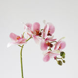7-Head Butterfly Orchid in pink, single stem with seven blooms