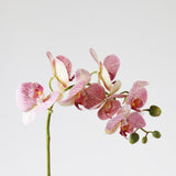 7-Head Butterfly Orchid in dark pink, single stem with seven blooms