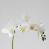 7-Head Butterfly Orchid in white, single stem with seven blooms