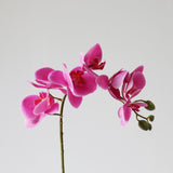 7-Head Butterfly Orchid in purple, single stem with seven blooms