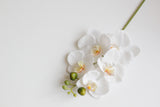 5-Head Butterfly Orchid - Eveléa Studio faux flower