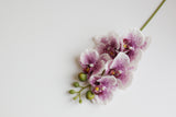 5-Head Butterfly Orchid - Eveléa Studio faux flower