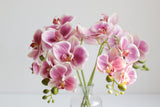 5-Head Butterfly Orchid - Eveléa Studio faux flower
