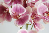 5-Head Butterfly Orchid - Eveléa Studio faux flower
