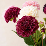 Real Touch Dahlia Stem - Eveléa Studio faux flower