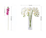 7-Head Butterfly Orchid size and specification chart